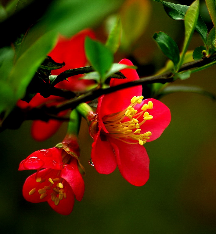 春之花 摄影 冰之炫