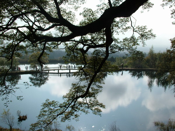 人在画中游 摄影 池塘月色