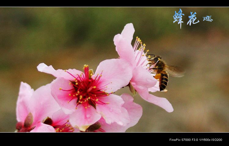 蜂花恋 摄影 雾摄迷漓