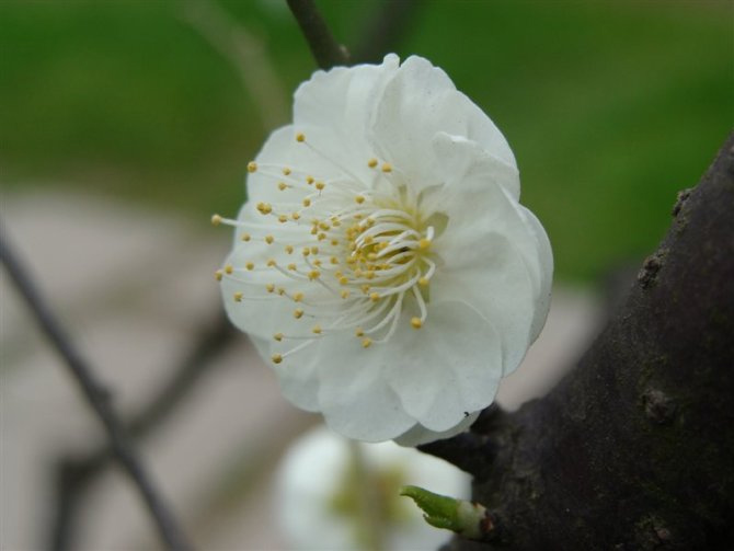 再来花一朵 摄影 西湖无影