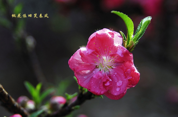 桃花依旧笑春风 摄影 天涯克