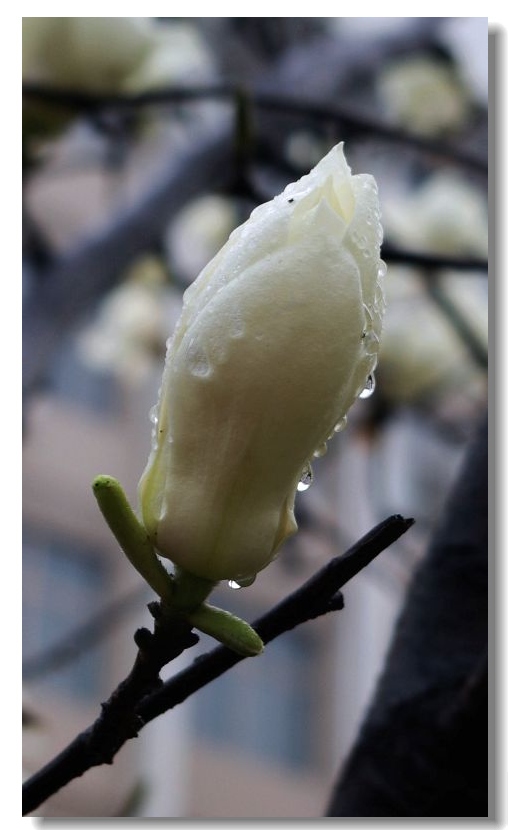 雨中的玉兰花 摄影 山川行者