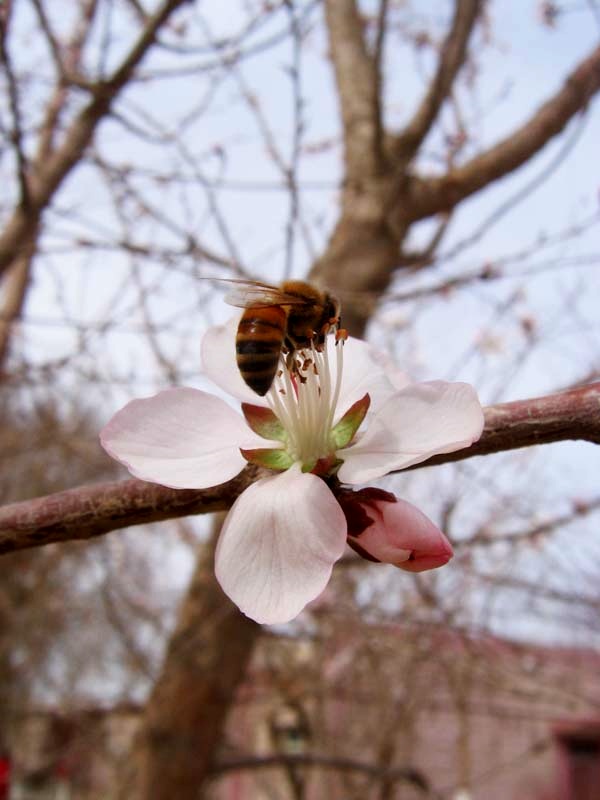 蜂与花的私语 摄影 大漠情缘