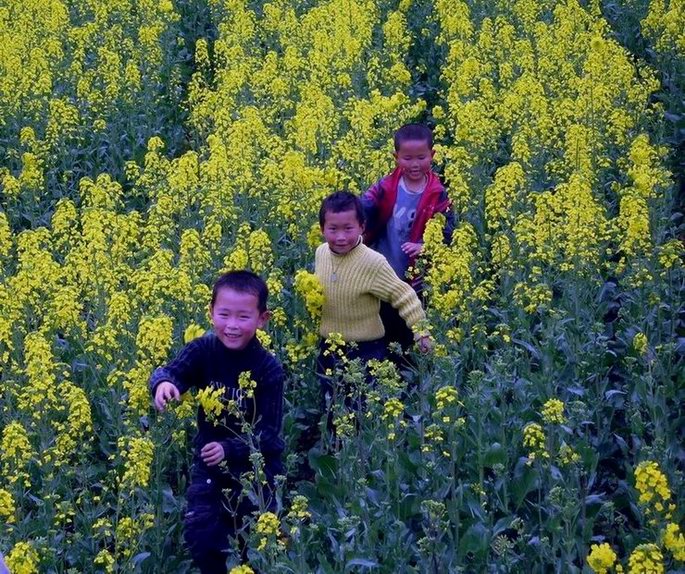 油菜花开 摄影 在南方