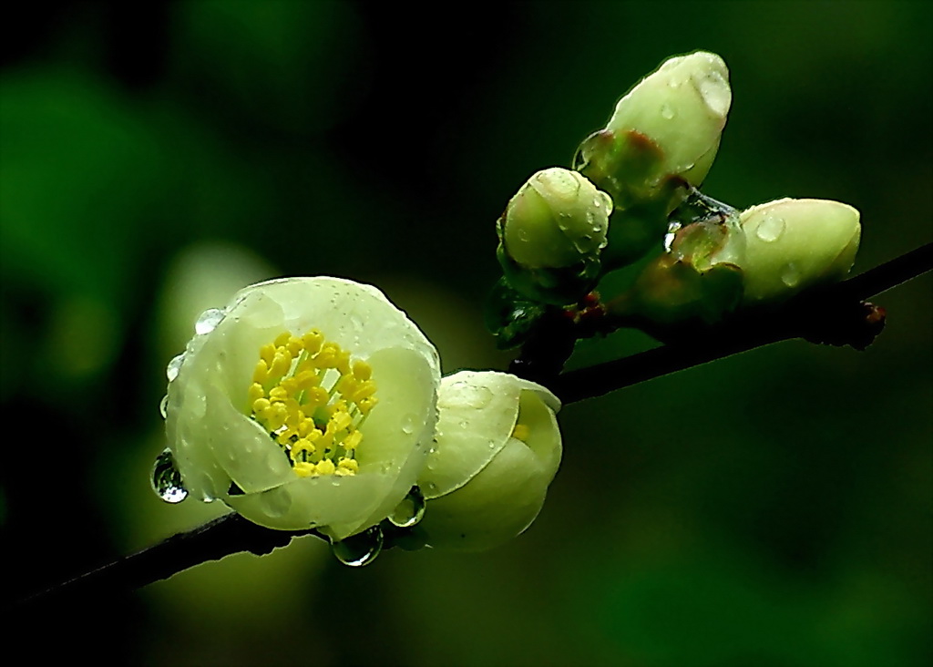 春之花 摄影 冰之炫