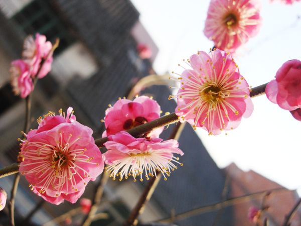 争艳 摄影 吉祥鸟