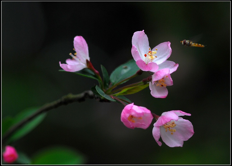 蜂与鲜花 摄影 阳光的影子