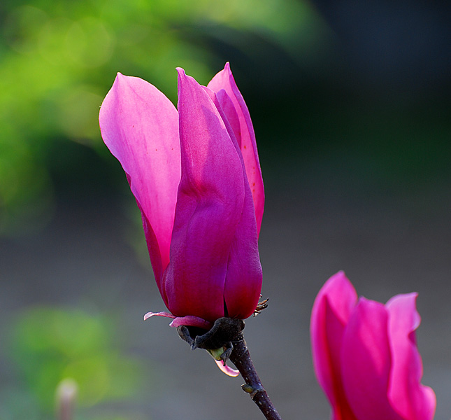 木笔花 摄影 xuqing