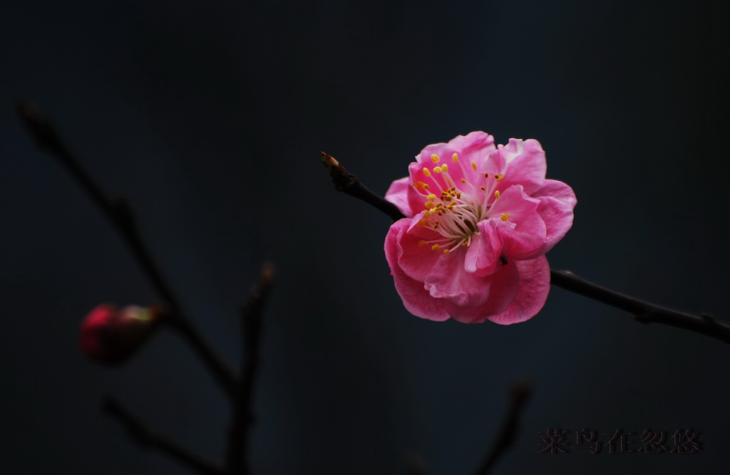 花卉习作3 摄影 菜鸟在忽悠