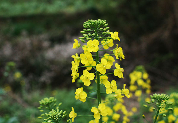 菜花 摄影 心愿