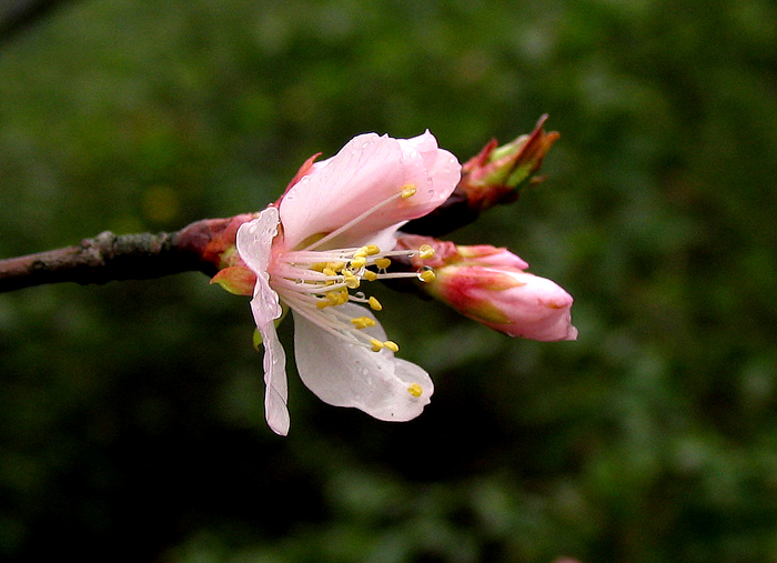 喜 雨 摄影 老格