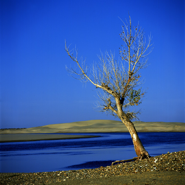 守望 摄影 浪浪