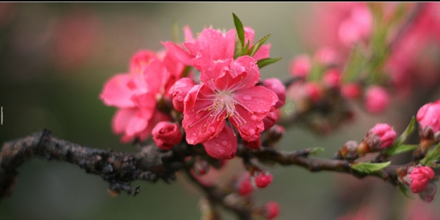 桃花 摄影 一摄拍尽