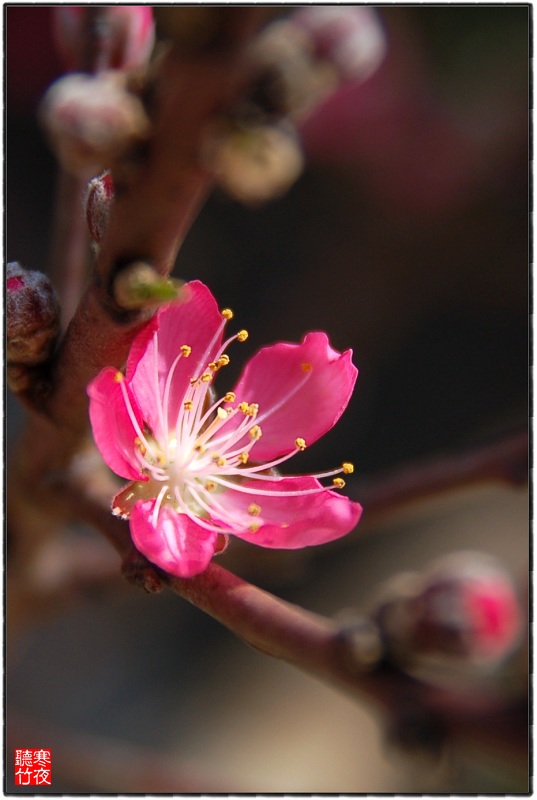 桃花依旧 摄影 寒夜听竹