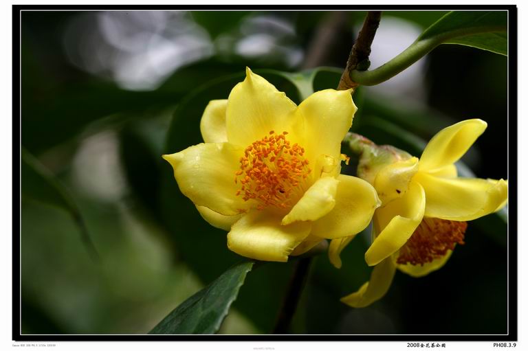 广西的金花茶花 摄影 gxlaopan