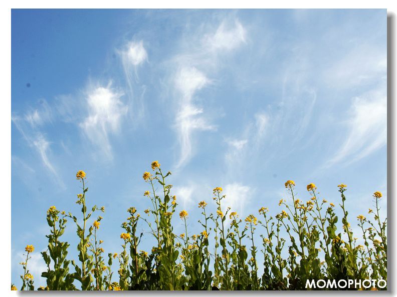 麦苗青青菜花黄 摄影 momo512