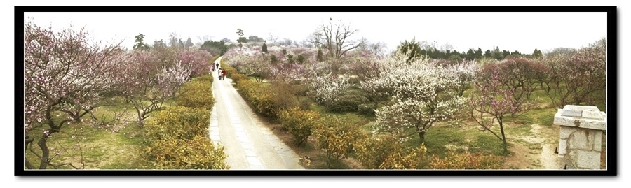 南京中山陵梅花山景致 摄影 叁川