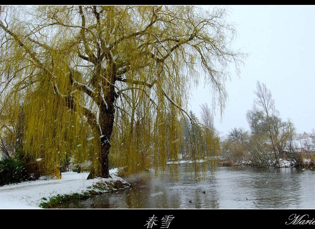 春雪(1) 摄影 飘飘Marie