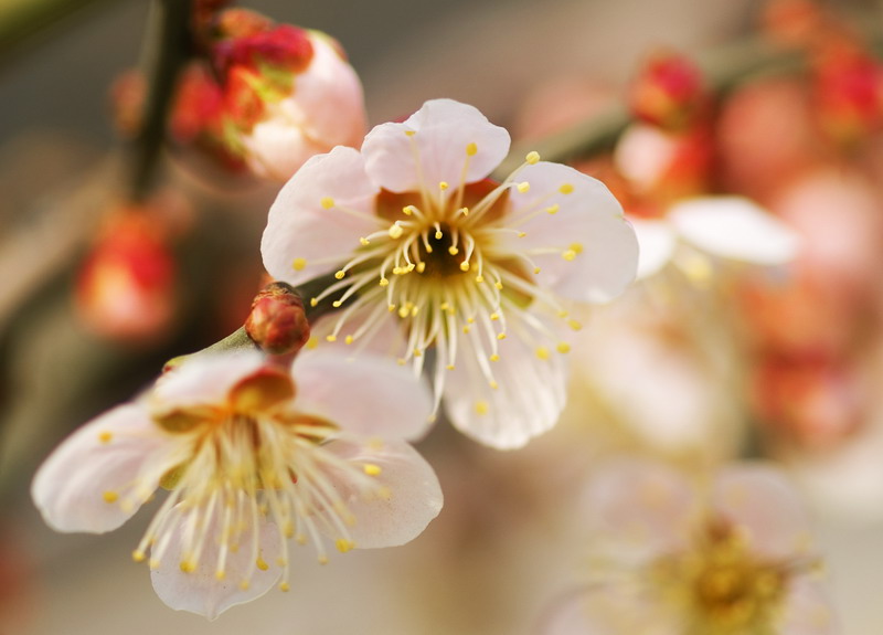 梅花迎春 摄影 虚竹子