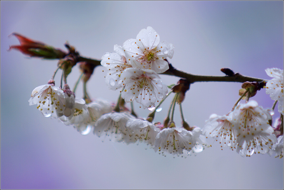 春 雨 摄影 JACKWELL