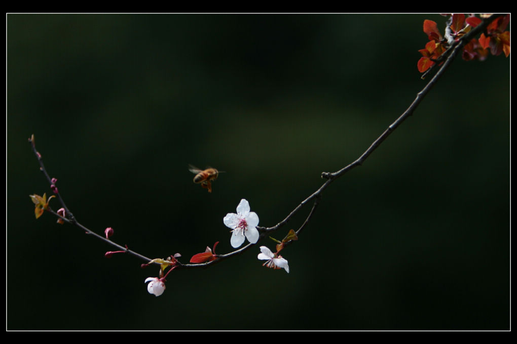 蜂扰花愈妖 摄影 句吴潜人