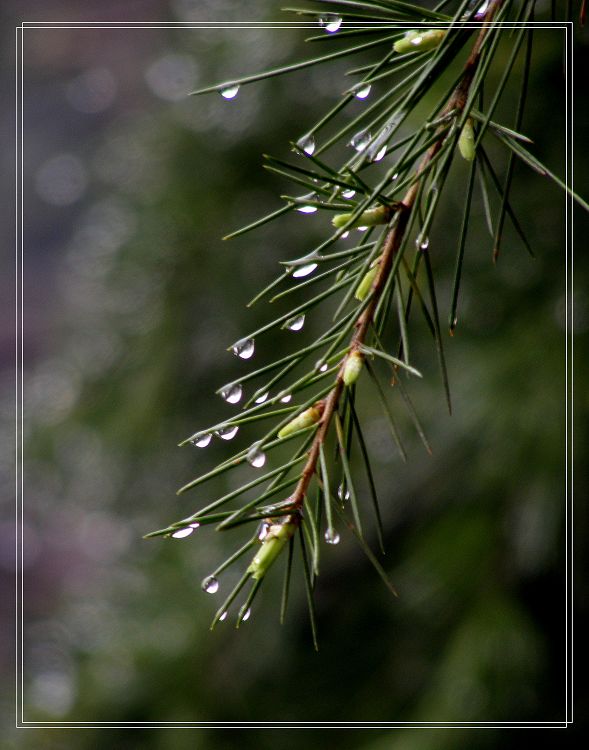 雨 摄影 阿标