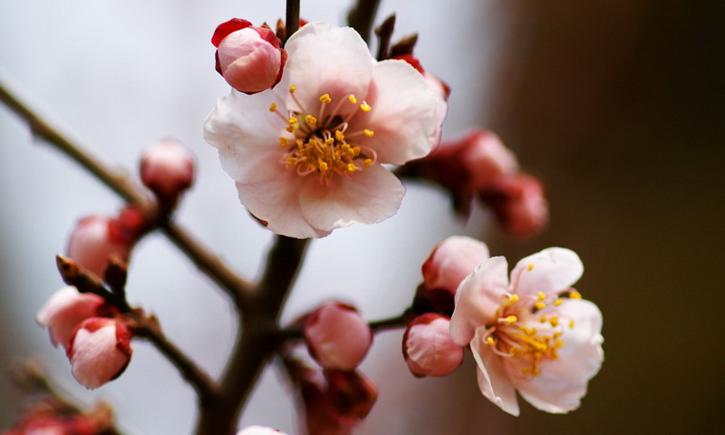 恰似桃花春风里 摄影 虚竹子