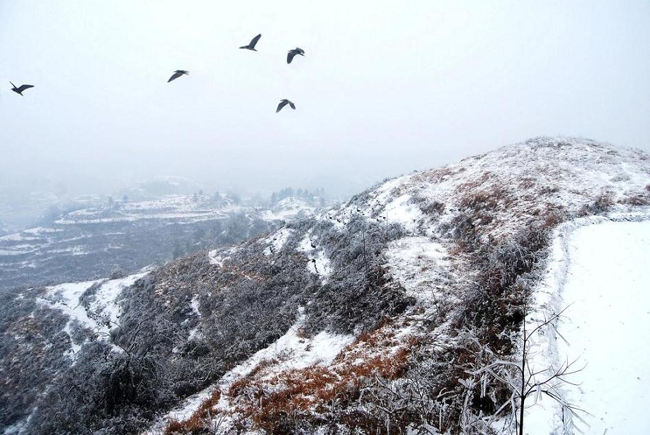 雪 摄影 古月雪音