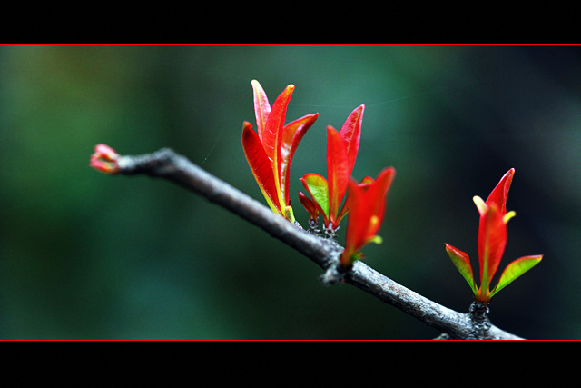 春芽 摄影 土图