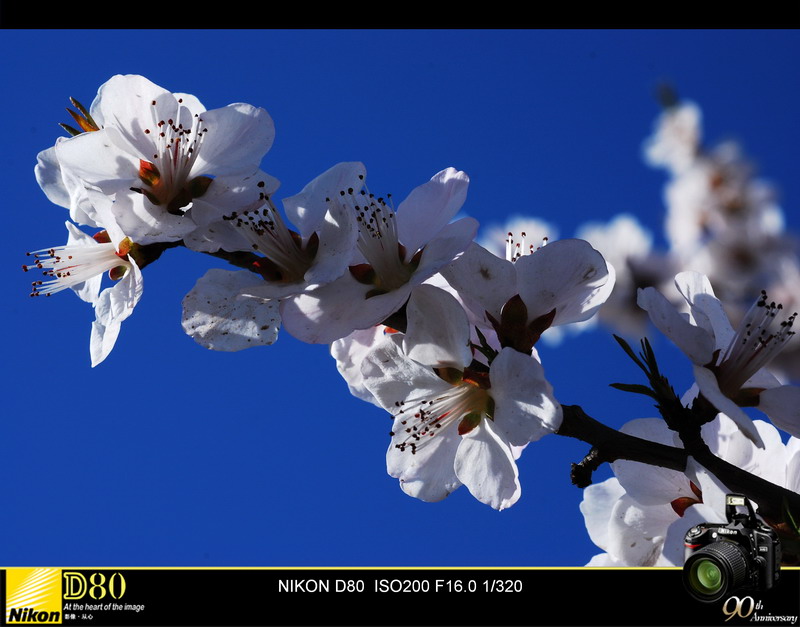 又见桃花 摄影 无浪