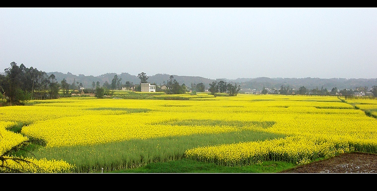 乡村春色 摄影 小章