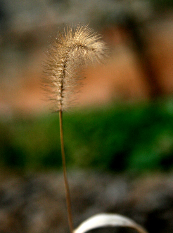 狗尾巴草 摄影 LZP高安