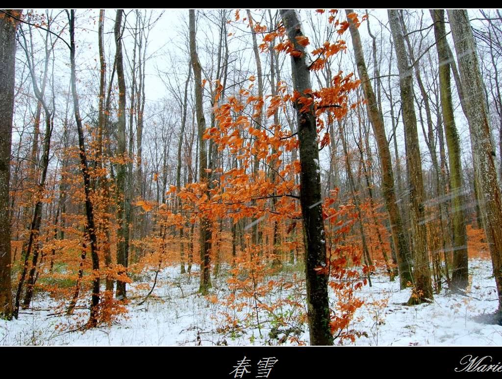 春雪(5) 摄影 飘飘Marie