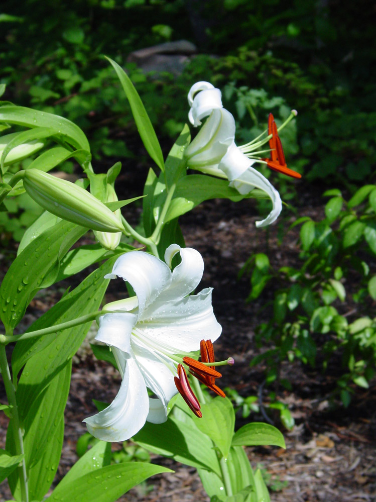 EASTER LILY 摄影 皋岚