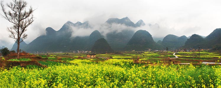 雨中油菜花. 摄影 一朽木