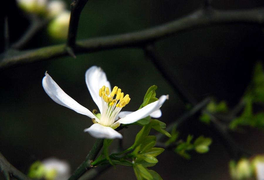 橘子花 摄影 诸闻