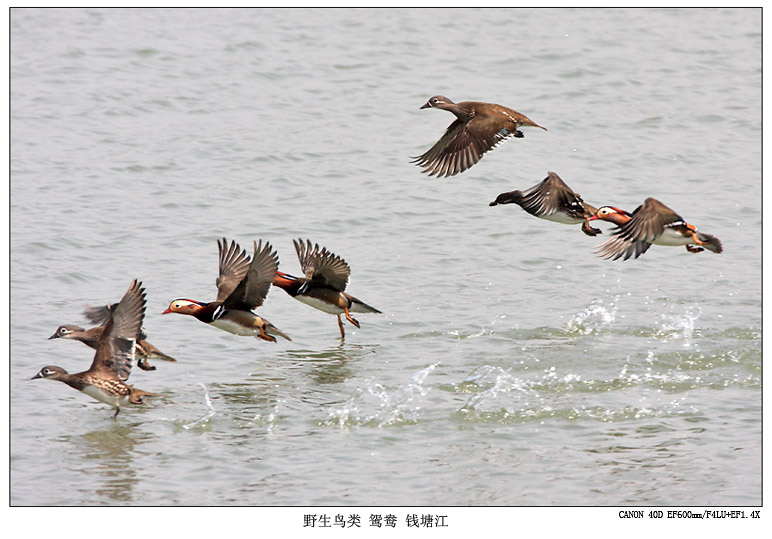 钱塘江上的鸳鸯 摄影 pigeon