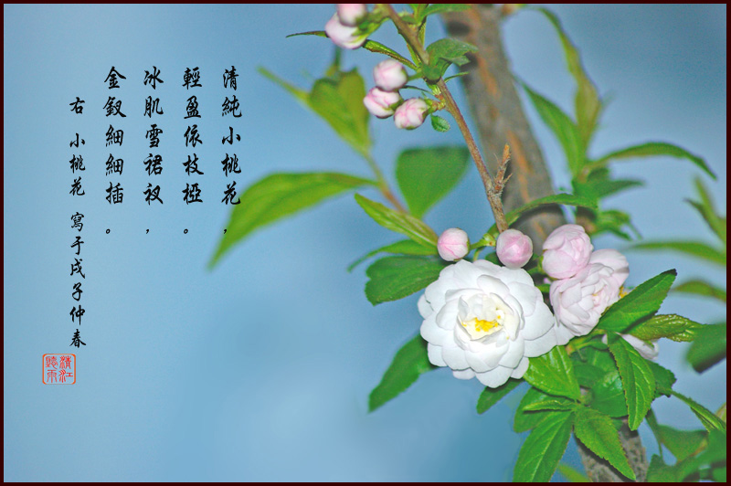 小桃花 摄影 oezg