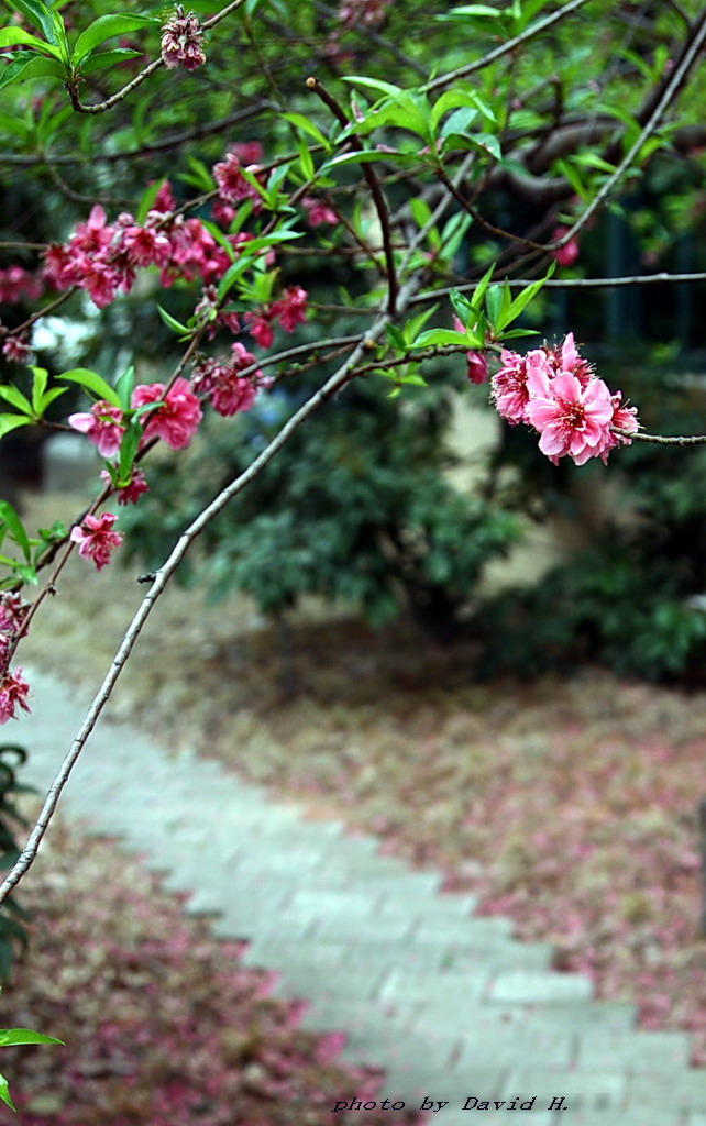 花开花落 摄影 黄大为