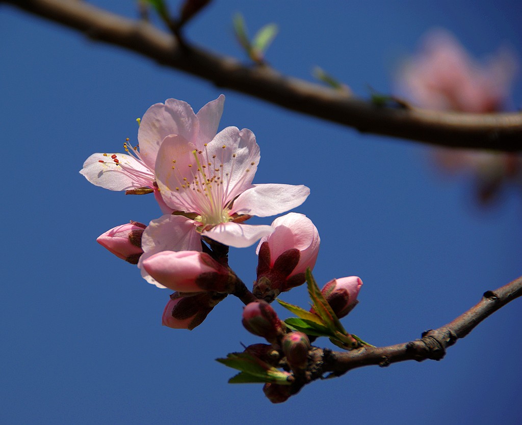 今年的桃花！ 摄影 蓦回首