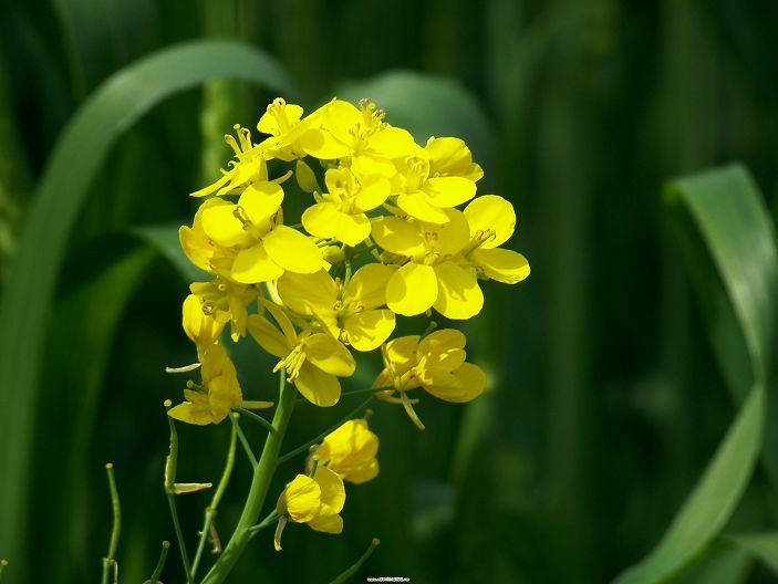 油菜花 摄影 tzz马儿