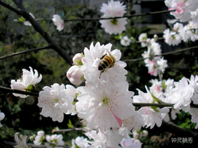 春暖花开 摄影 钟灵毓秀