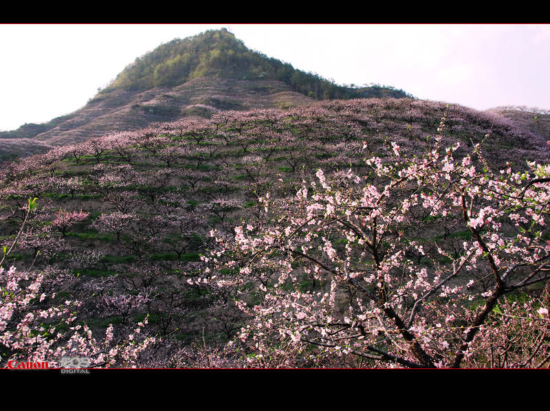 在那桃花盛开的地方（2） 摄影 千岛湖