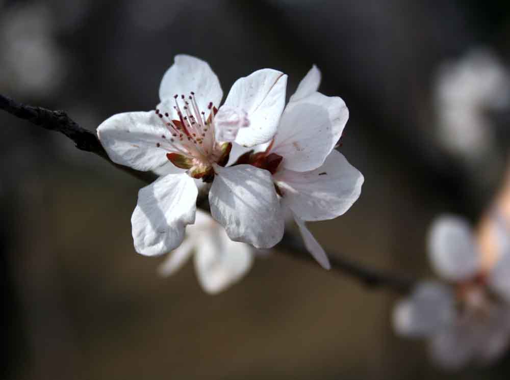 花儿 摄影 自由行走