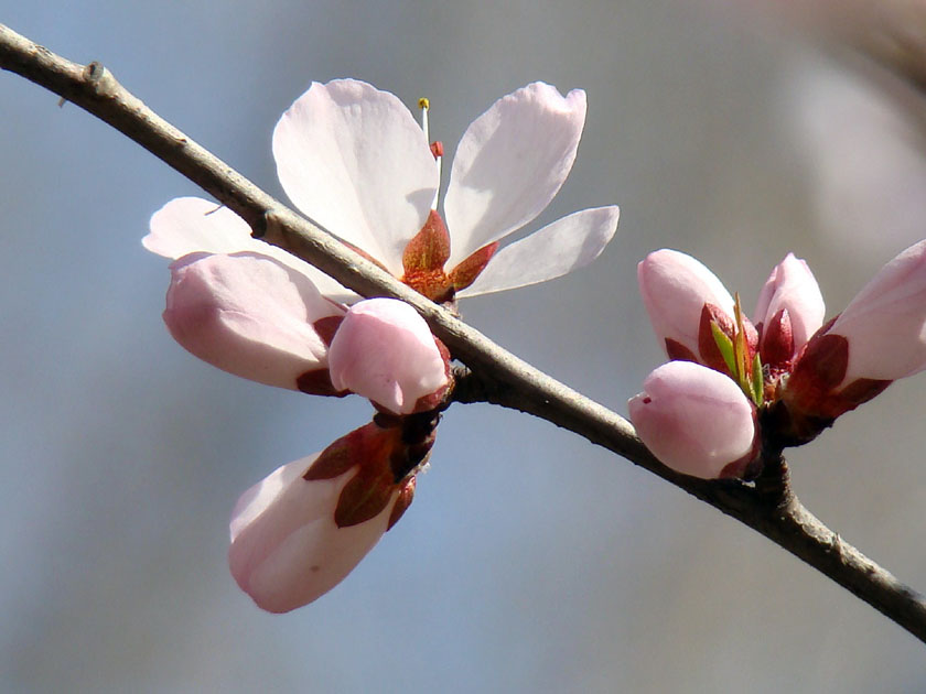 人间四月芳菲尽，山寺桃花始盛开 摄影 偶得之