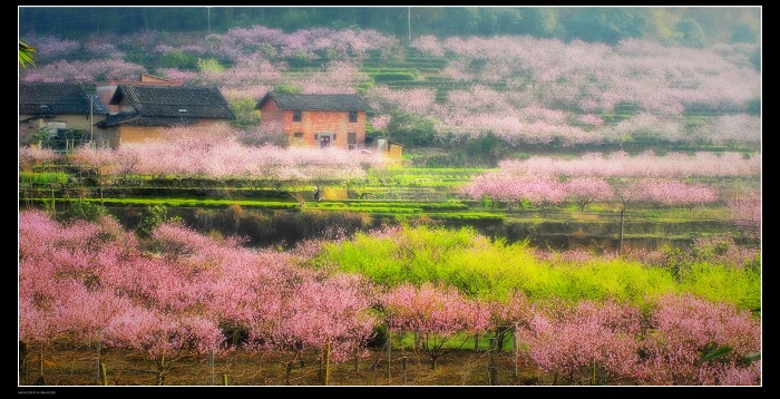 春满人间 摄影 雪域尼玛