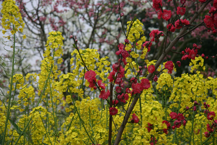 桃红菜花黄 摄影 明月风清