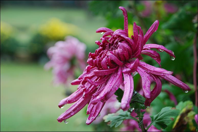 雨后菊花 摄影 七月流星