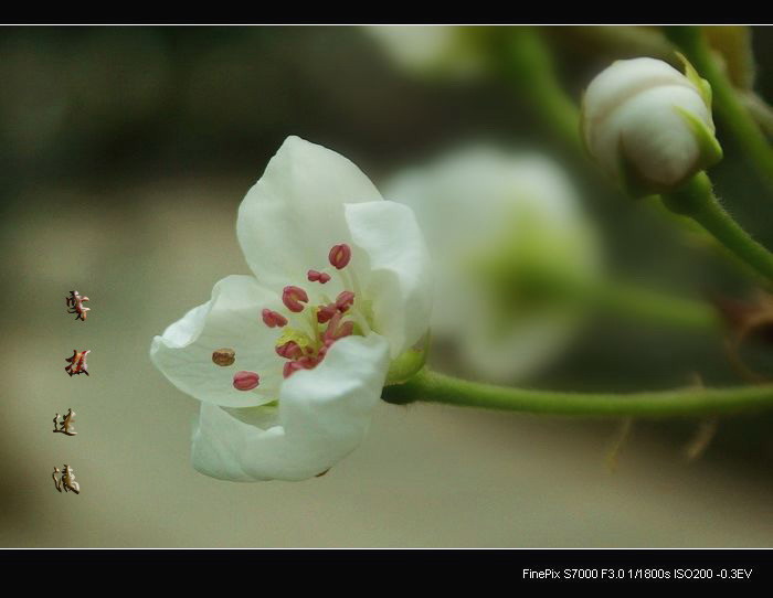 春到花开 摄影 雾摄迷漓