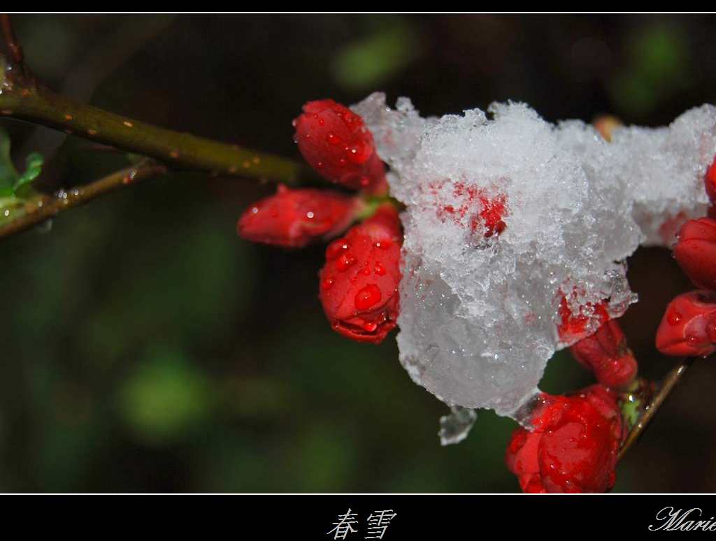 春雪(7 摄影 飘飘Marie